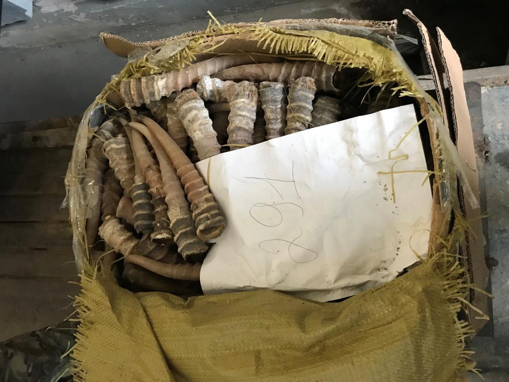 Хабаровская транспортная прокуратура направила в суд уголовное дело по факту контрабанды рогов сайгака стоимостью около 7 млн рублей