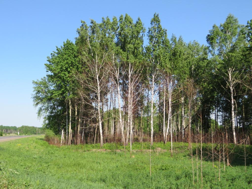 Собранные леса. Каргасокский кедр. 2 Лесная Томск фото. Оформление лесных земель Томск. Аренда лесных участков в Псковской области.