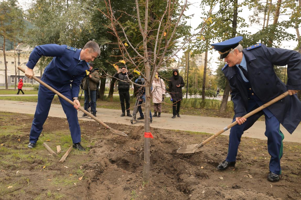 Сентябрь сотрудник. Высадка деревьев прокуратура. Сквер прокуратуры. Высадка деревьев прокуратура Карелии.