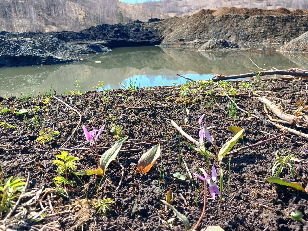  В Алтайском крае прокуратура направила в суд уголовное дело о нарушении правил охраны окружающей среды при добыче золота